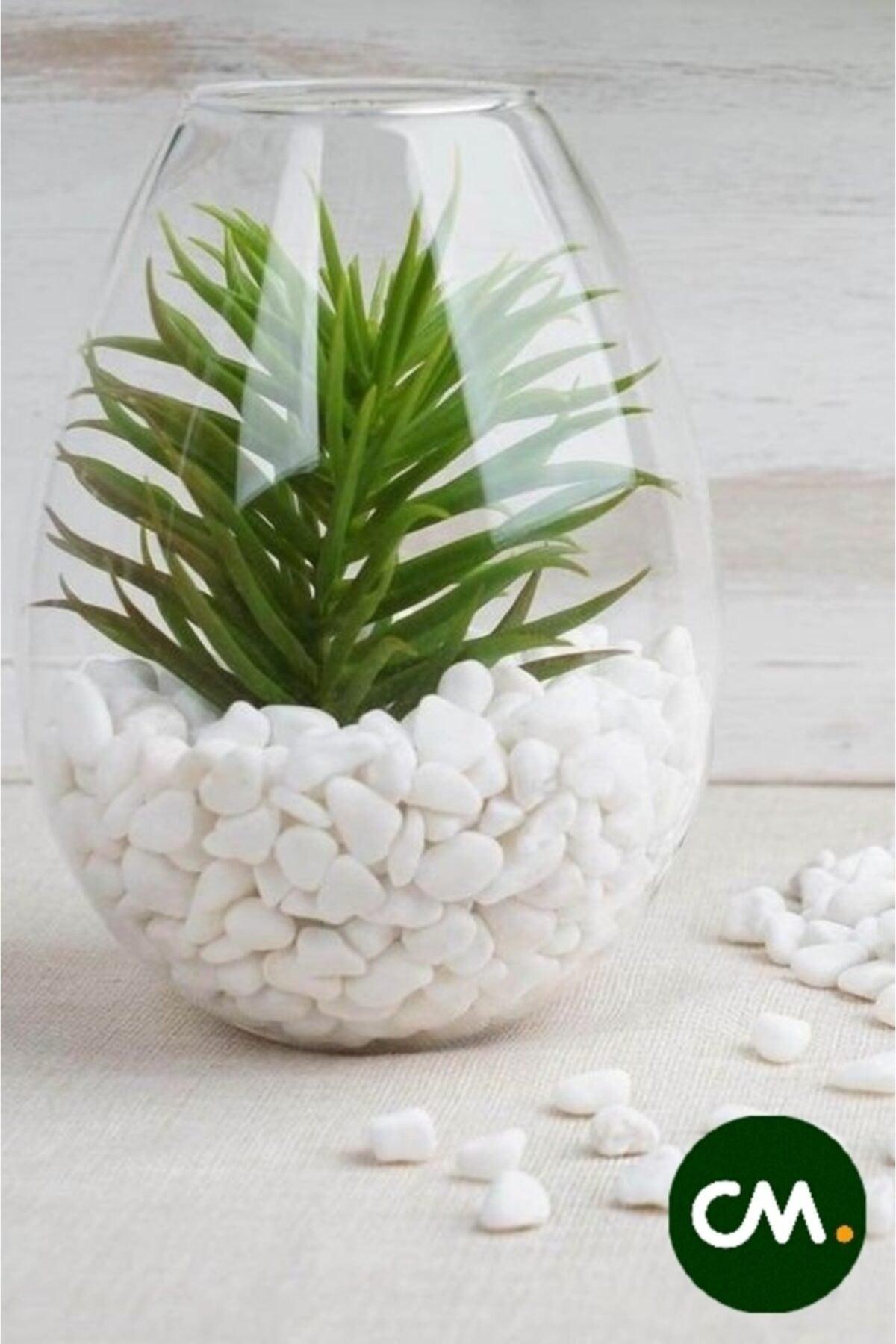 Cmnatural Dolomite Stone 2 Kg 1-2 Cm Decorative Vase Aquarium Terrarium Stone White. - Swordslife